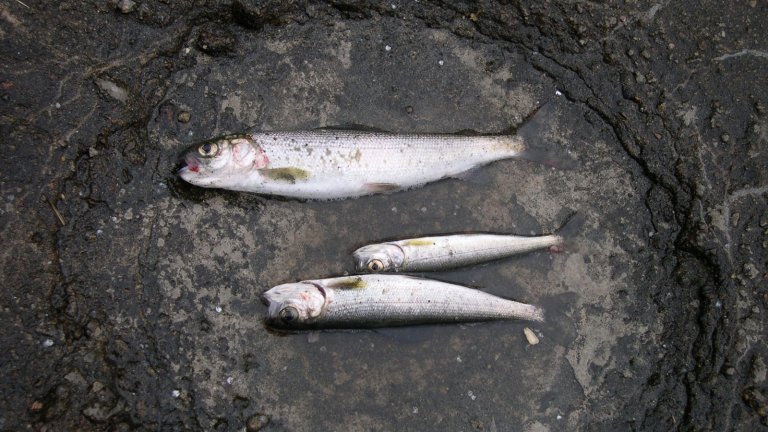 Сразу в нескольких водоёмах Иркутской области обнаружена мёртвая рыба